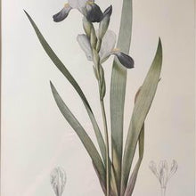 Load image into Gallery viewer, Tall bearded Iris in Bloom Rosa Gallica Langlois Sculp Painted by Pierre-Joseph Redouté