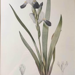 Tall bearded Iris in Bloom Rosa Gallica Langlois Sculp Painted by Pierre-Joseph Redouté