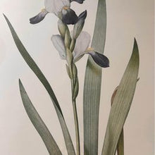 Load image into Gallery viewer, Tall bearded Iris in Bloom Rosa Gallica Langlois Sculp Painted by Pierre-Joseph Redouté