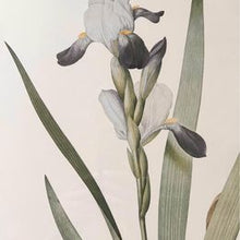 Load image into Gallery viewer, Tall bearded Iris in Bloom Rosa Gallica Langlois Sculp Painted by Pierre-Joseph Redouté