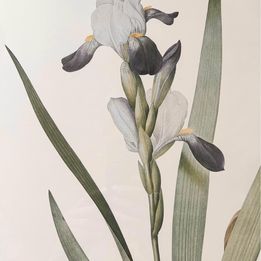 Tall bearded Iris in Bloom Rosa Gallica Langlois Sculp Painted by Pierre-Joseph Redouté