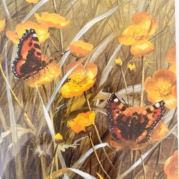 A field of buttercups with butterflies by Mary Dipnall pencil signed lower right