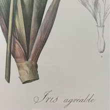 Load image into Gallery viewer, Tall bearded Iris in Bloom Rosa Gallica Langlois Sculp Painted by Pierre-Joseph Redouté