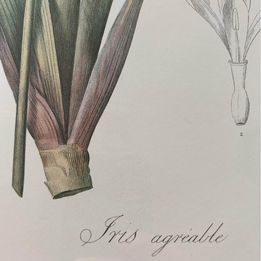 Tall bearded Iris in Bloom Rosa Gallica Langlois Sculp Painted by Pierre-Joseph Redouté