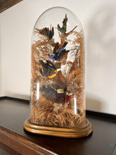 Load image into Gallery viewer, A Victorian Taxidermy Of Tropical Birds Under Original Glass Dome