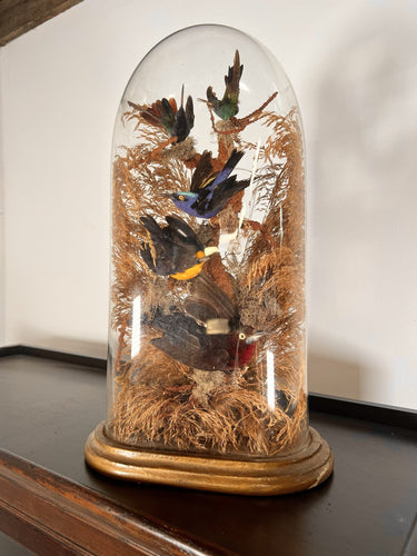 A Victorian Taxidermy Of Tropical Birds Under Original Glass Dome