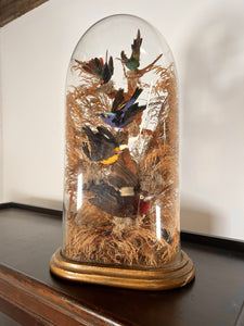 A Victorian Taxidermy Of Tropical Birds Under Original Glass Dome