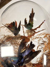 Load image into Gallery viewer, A Victorian Taxidermy Of Tropical Birds Under Original Glass Dome
