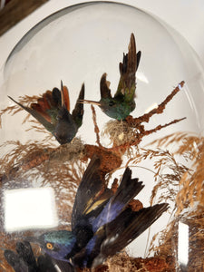 A Victorian Taxidermy Of Tropical Birds Under Original Glass Dome