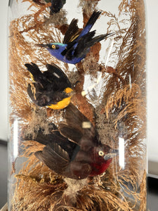 A Victorian Taxidermy Of Tropical Birds Under Original Glass Dome