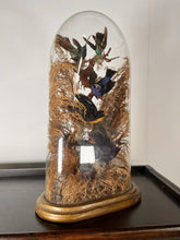 Load image into Gallery viewer, A Victorian Taxidermy Of Tropical Birds Under Original Glass Dome