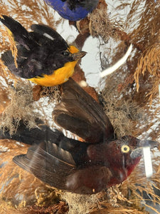 A Victorian Taxidermy Of Tropical Birds Under Original Glass Dome