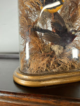 Load image into Gallery viewer, A Victorian Taxidermy Of Tropical Birds Under Original Glass Dome