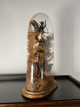 Load image into Gallery viewer, A Victorian Taxidermy Of Tropical Birds Under Original Glass Dome