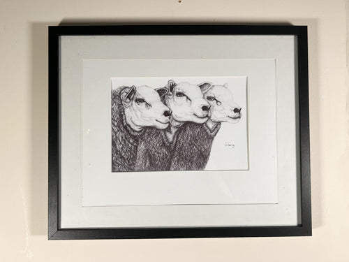 Embrace The Charm Of These Three Enchanting Sheep In Black And White