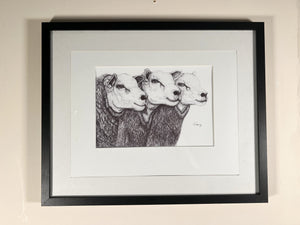 Embrace The Charm Of These Three Enchanting Sheep In Black And White