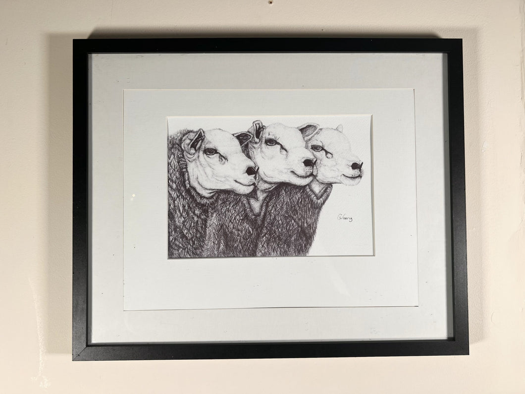 Embrace The Charm Of These Three Enchanting Sheep In Black And White