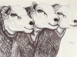 Embrace The Charm Of These Three Enchanting Sheep In Black And White