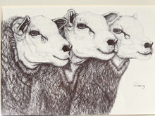 Load image into Gallery viewer, Embrace The Charm Of These Three Enchanting Sheep In Black And White