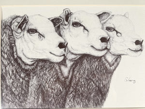 Embrace The Charm Of These Three Enchanting Sheep In Black And White