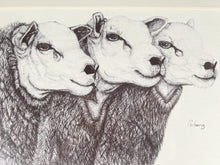 Load image into Gallery viewer, Embrace The Charm Of These Three Enchanting Sheep In Black And White
