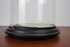 Vintage circular glass display cloche with base in gorgeous condition