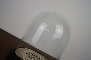 Vintage circular glass display cloche with base in gorgeous condition